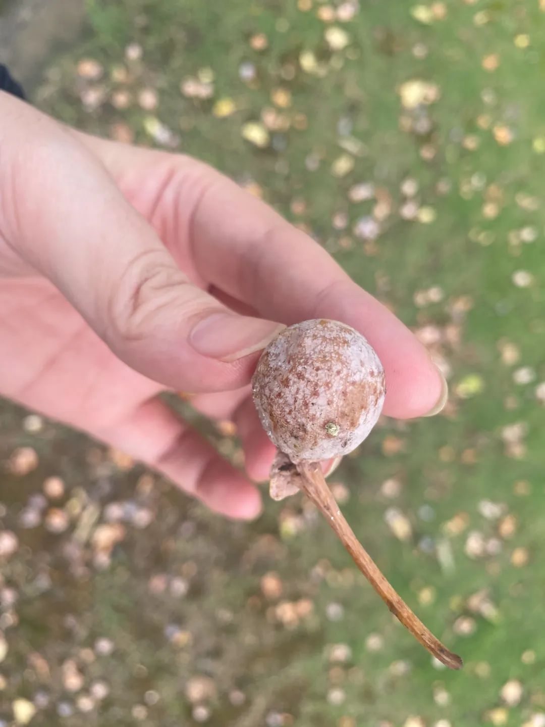 不要吃！不要捡！近期这种果子正大量出现→