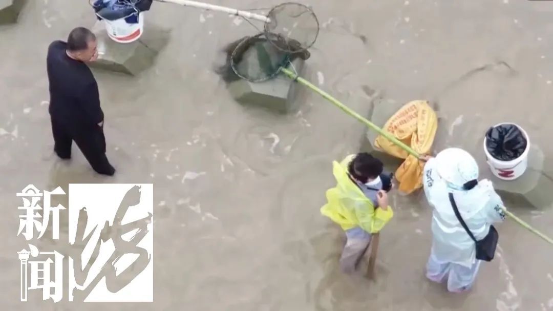 上海大量“泛滥”？此前已经焚毁上百吨！有人忍不了，结果悲剧...