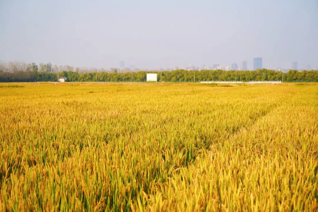今天,看希望的田野上…… 今天,看希望的田野上……