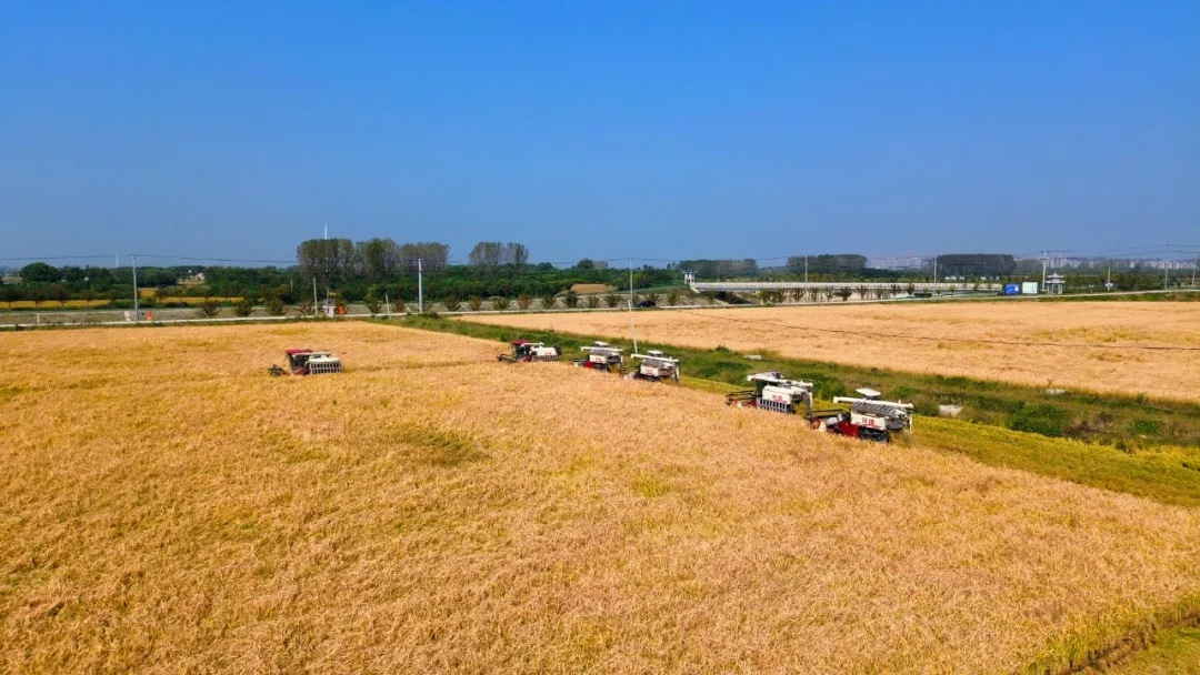 今天,看希望的田野上…… 今天,看希望的田野上……