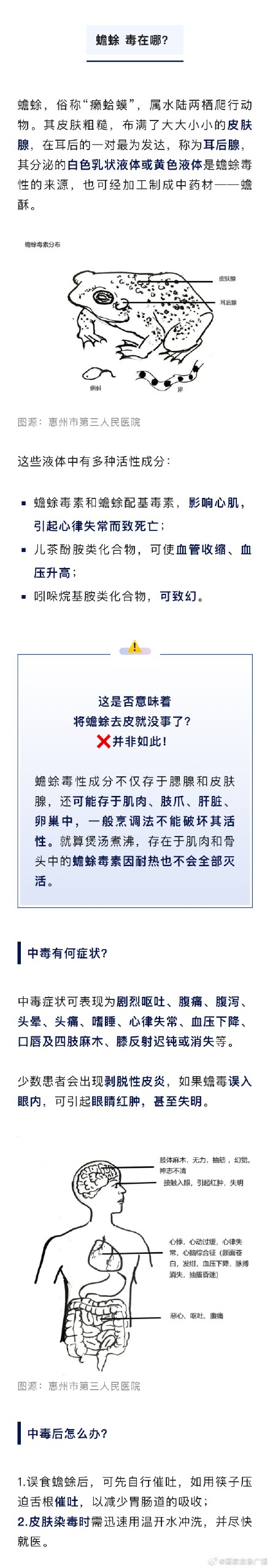 紧急提醒!蟾蜍不可擅自烹食 紧急提醒!蟾蜍不可擅自烹食