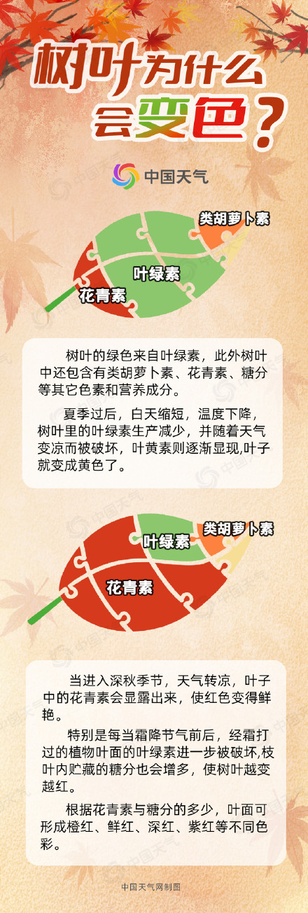 秋日红叶季开启!2024全国赏红叶地图出炉 秋日红叶季开启!2024全国赏红叶地图出炉