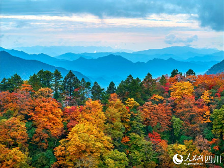 秋日红叶季开启!2024全国赏红叶地图出炉 秋日红叶季开启!2024全国赏红叶地图出炉