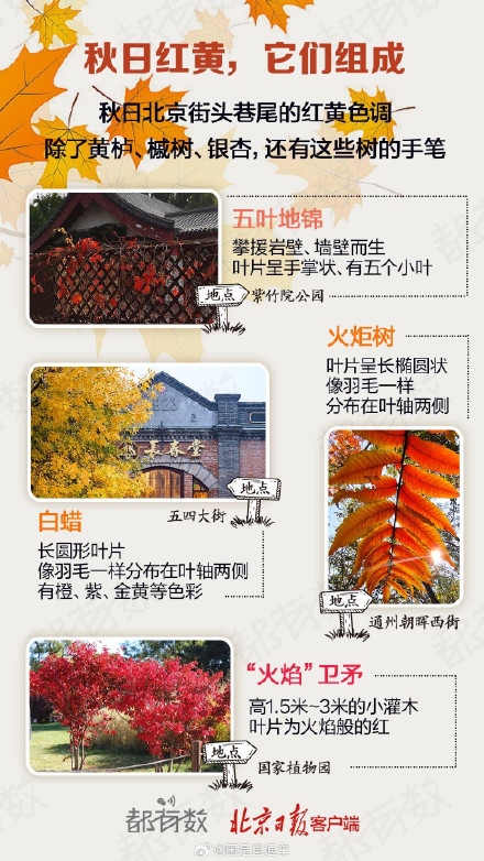 赏北京的秋盯准这段时间
