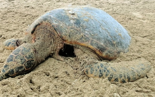 狼犬是狼还是狗?它是最狼的狗,还是最狗的狼... 狼犬是狼还是狗?它是最狼的狗,还是最狗的狼...