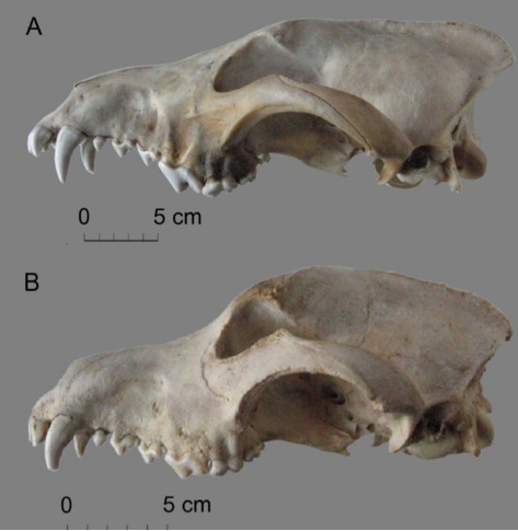 狼犬是狼还是狗?它是最狼的狗,还是最狗的狼... 狼犬是狼还是狗?它是最狼的狗,还是最狗的狼...