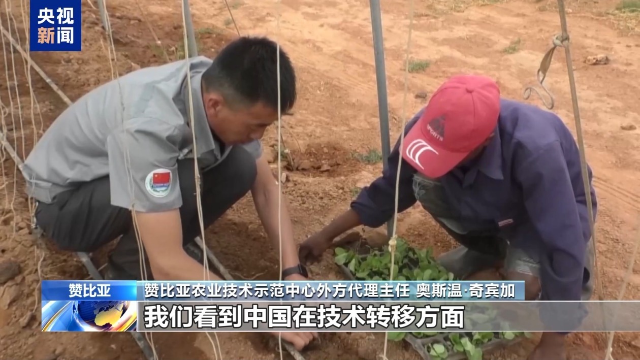 赞比亚专家：中非农业技术合作助力非洲提高粮食产能