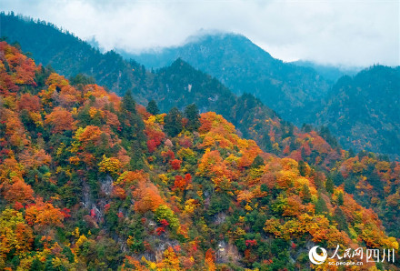秋日红叶季开启!2024全国赏红叶地图出炉 秋日红叶季开启!2024全国赏红叶地图出炉
