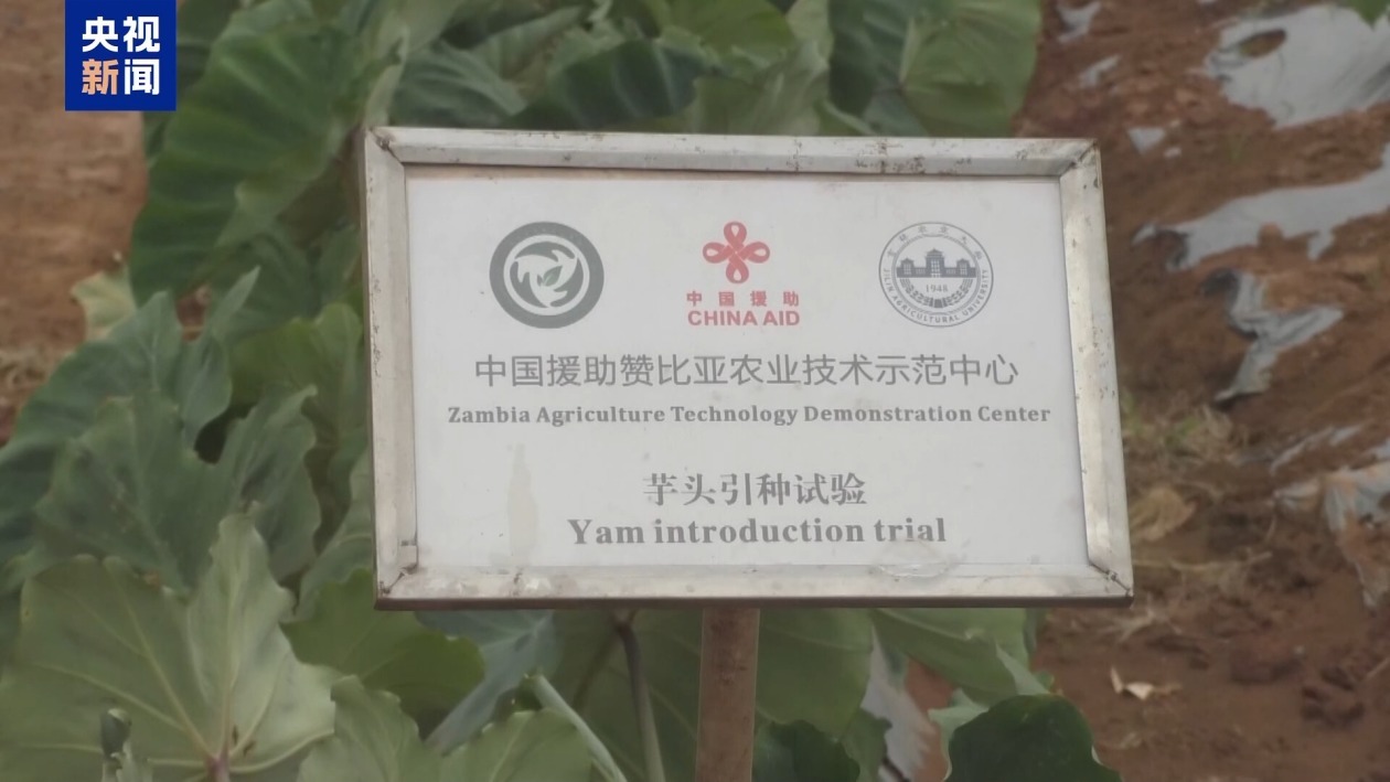 赞比亚专家：中非农业技术合作助力非洲提高粮食产能