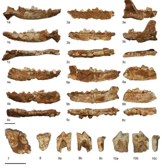 狼犬是狼还是狗?它是最狼的狗,还是最狗的狼... 狼犬是狼还是狗?它是最狼的狗,还是最狗的狼...