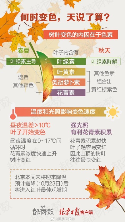 赏北京的秋盯准这段时间