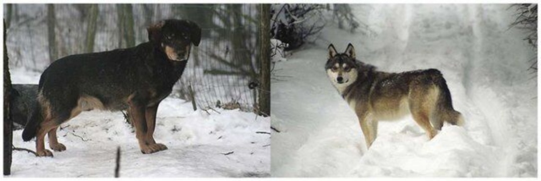 狼犬是狼还是狗?它是最狼的狗,还是最狗的狼... 狼犬是狼还是狗?它是最狼的狗,还是最狗的狼...