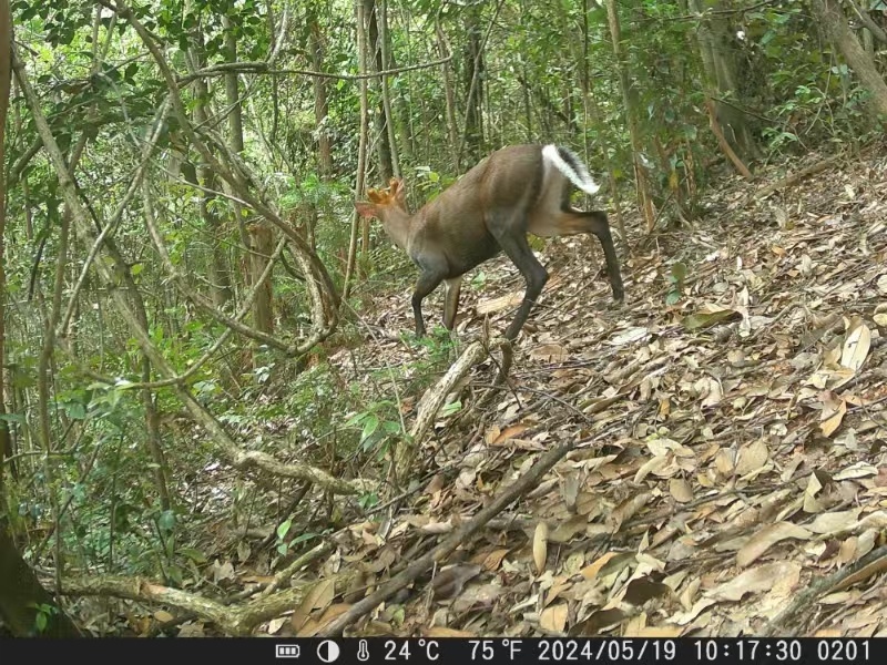 江西浮梁发现国家一级保护动物黑麂踪迹