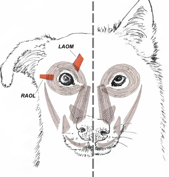 狼犬是狼还是狗?它是最狼的狗,还是最狗的狼... 狼犬是狼还是狗?它是最狼的狗,还是最狗的狼...