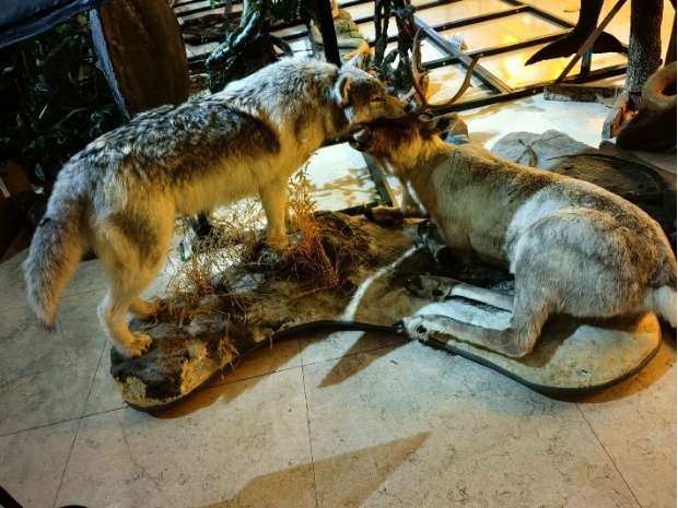 狼犬是狼还是狗?它是最狼的狗,还是最狗的狼... 狼犬是狼还是狗?它是最狼的狗,还是最狗的狼...