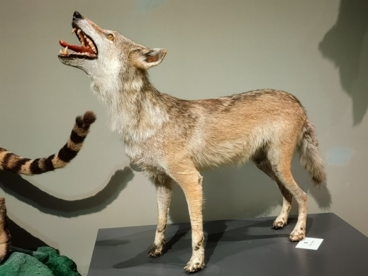 狼犬是狼还是狗?它是最狼的狗,还是最狗的狼... 狼犬是狼还是狗?它是最狼的狗,还是最狗的狼...