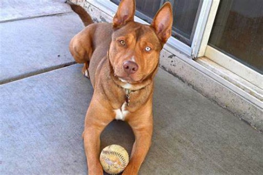 狼犬是狼还是狗?它是最狼的狗,还是最狗的狼... 狼犬是狼还是狗?它是最狼的狗,还是最狗的狼...