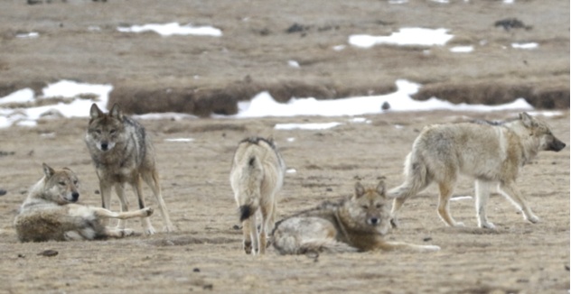 狼犬是狼还是狗?它是最狼的狗,还是最狗的狼... 狼犬是狼还是狗?它是最狼的狗,还是最狗的狼...