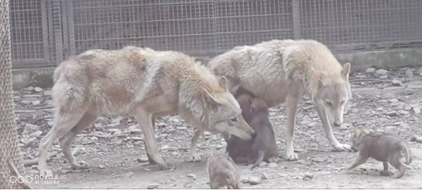 狼犬是狼还是狗?它是最狼的狗,还是最狗的狼... 狼犬是狼还是狗?它是最狼的狗,还是最狗的狼...