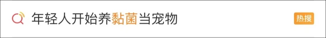 小学生开始流行养黏菌当宠物!家长:这是啥? 小学生开始流行养黏菌当宠物!家长:这是啥?