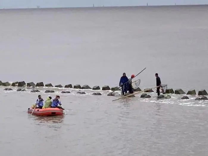 上海海蜇大量“泛滥”？此前已焚毁上百吨！有人特地赶海去捞，结果遇涨潮被困……