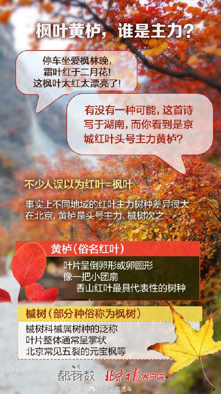 赏北京的秋盯准这段时间