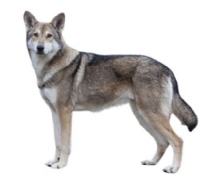 狼犬是狼还是狗?它是最狼的狗,还是最狗的狼... 狼犬是狼还是狗?它是最狼的狗,还是最狗的狼...