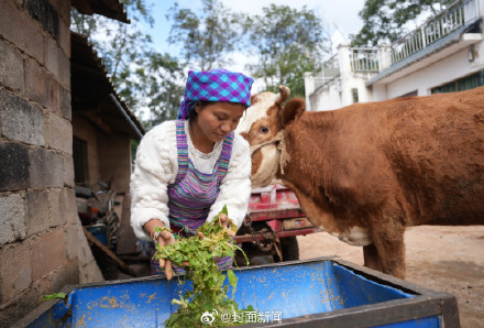 律师称网红小英送养孩子不违法