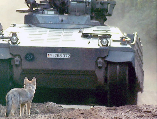 狼犬是狼还是狗?它是最狼的狗,还是最狗的狼... 狼犬是狼还是狗?它是最狼的狗,还是最狗的狼...