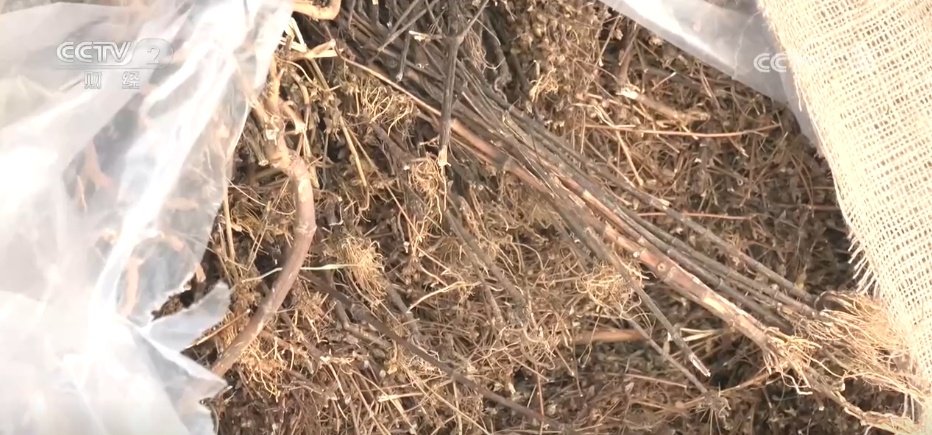 外贸进出口质升量稳 “你来我往”折射活力 西藏高水平对外开放加速 外贸进出口质升量稳 “你来我往”折射活力 西藏高水平对外开放加速