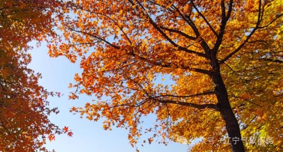 强冷空气来袭,辽宁将进入冬季 强冷空气来袭,辽宁将进入冬季