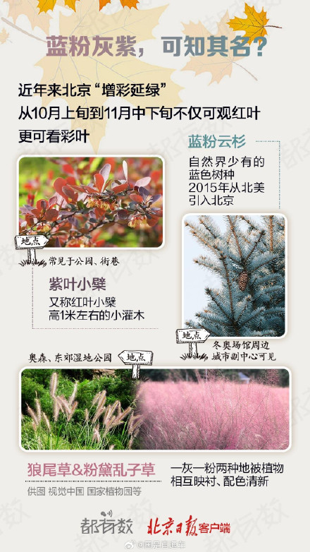 赏北京的秋盯准这段时间