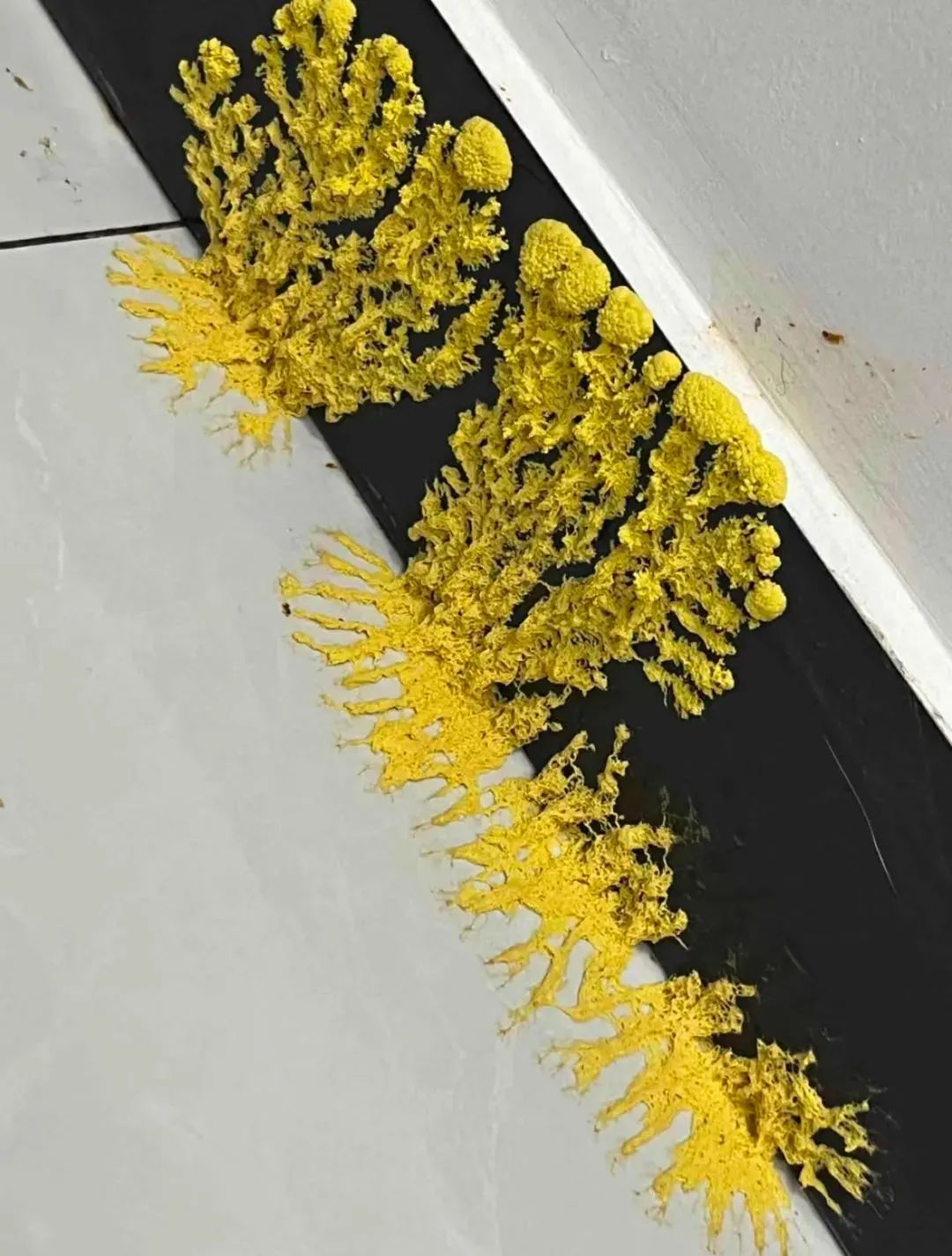 小学生开始流行养黏菌当宠物!家长:这是啥? 小学生开始流行养黏菌当宠物!家长:这是啥?