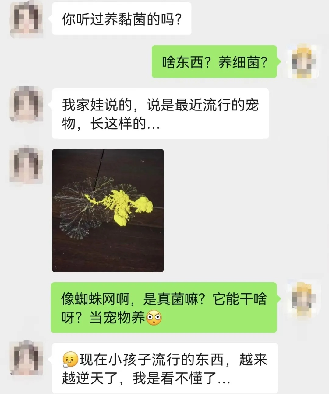 小学生开始流行养黏菌当宠物!家长:这是啥? 小学生开始流行养黏菌当宠物!家长:这是啥?