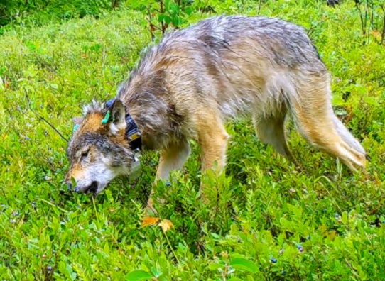 狼犬是狼还是狗?它是最狼的狗,还是最狗的狼... 狼犬是狼还是狗?它是最狼的狗,还是最狗的狼...