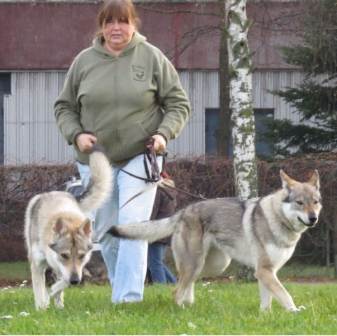 狼犬是狼还是狗?它是最狼的狗,还是最狗的狼... 狼犬是狼还是狗?它是最狼的狗,还是最狗的狼...