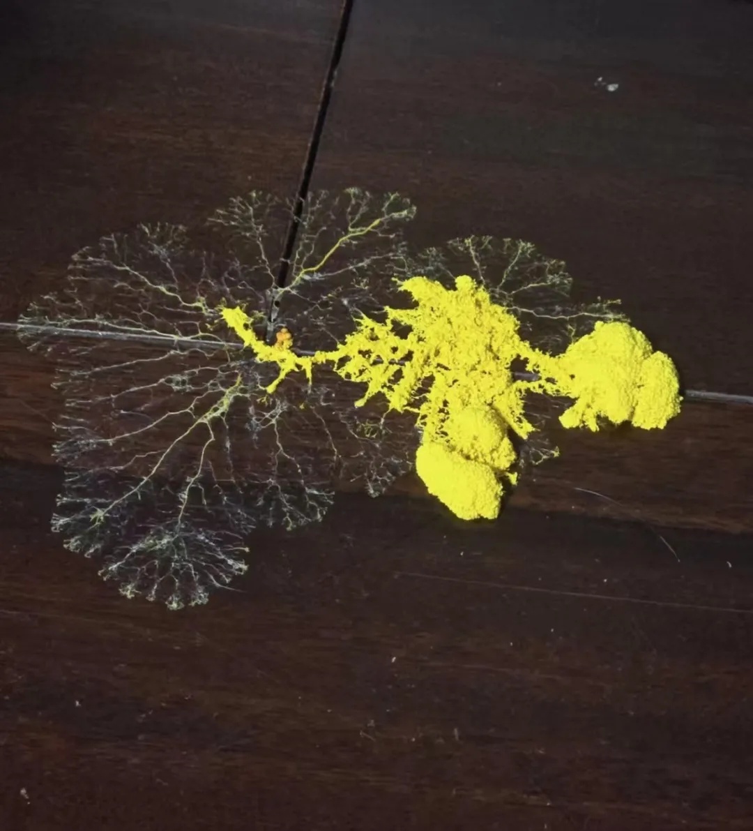 小学生开始流行养黏菌当宠物!家长:这是啥? 小学生开始流行养黏菌当宠物!家长:这是啥?