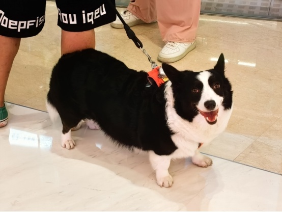 狼犬是狼还是狗?它是最狼的狗,还是最狗的狼... 狼犬是狼还是狗?它是最狼的狗,还是最狗的狼...