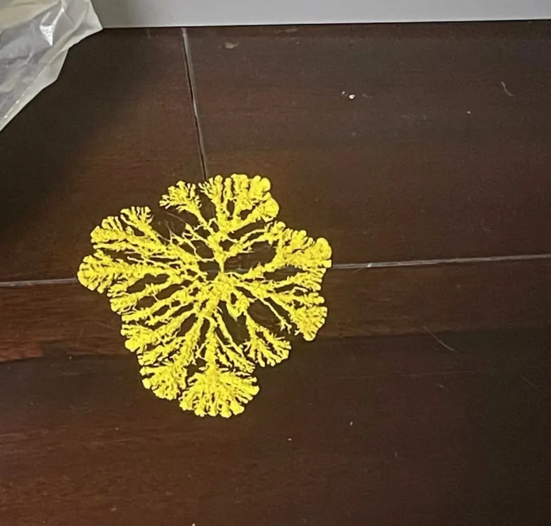 小学生开始流行养黏菌当宠物!家长:这是啥? 小学生开始流行养黏菌当宠物!家长:这是啥?