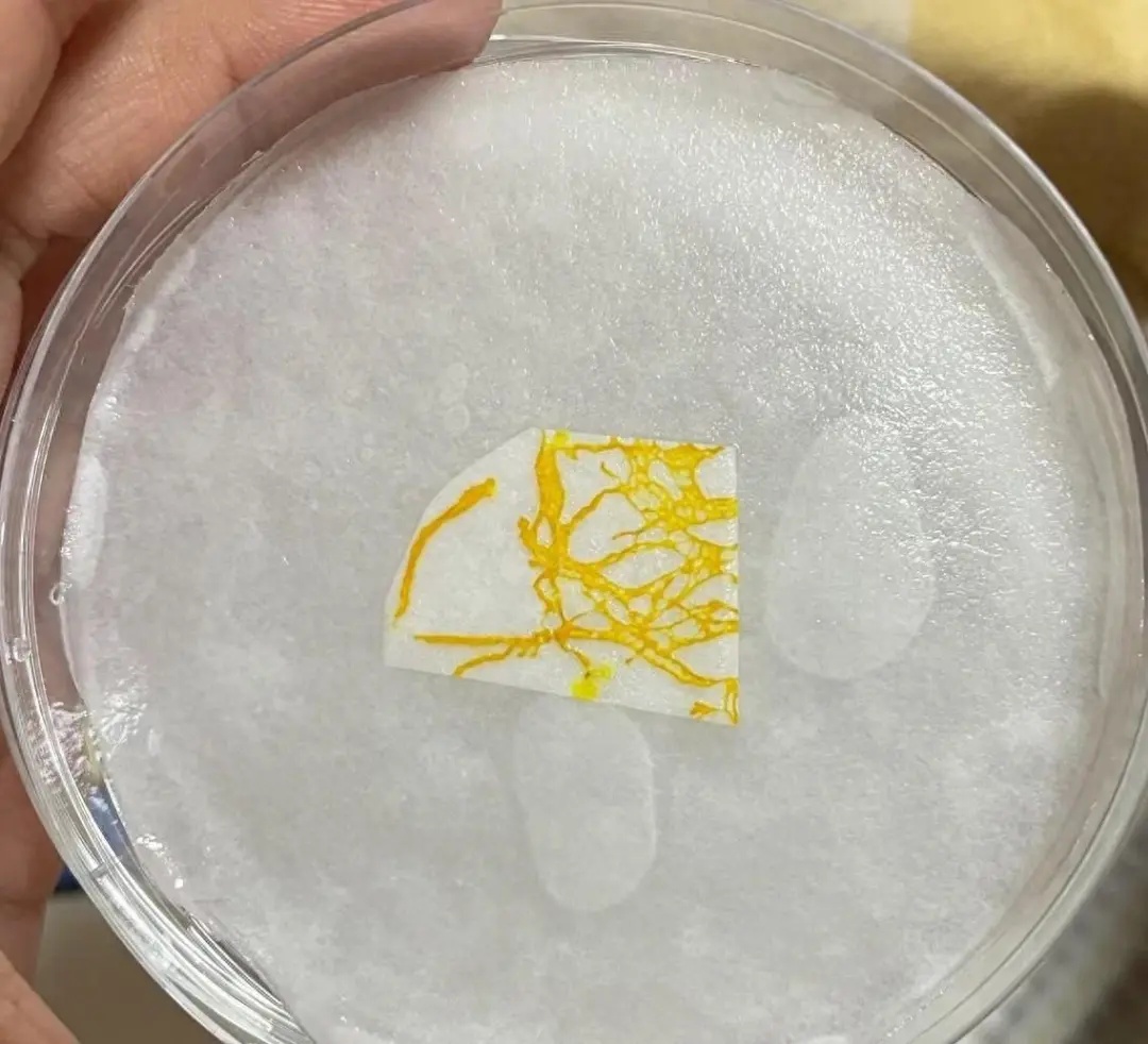 小学生开始流行养黏菌当宠物!家长:这是啥? 小学生开始流行养黏菌当宠物!家长:这是啥?