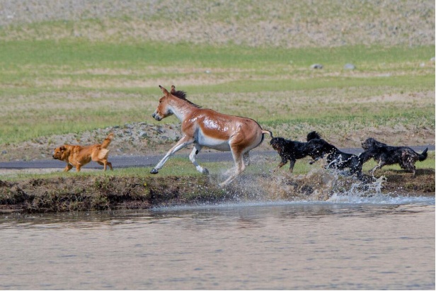 狼犬是狼还是狗?它是最狼的狗,还是最狗的狼... 狼犬是狼还是狗?它是最狼的狗,还是最狗的狼...
