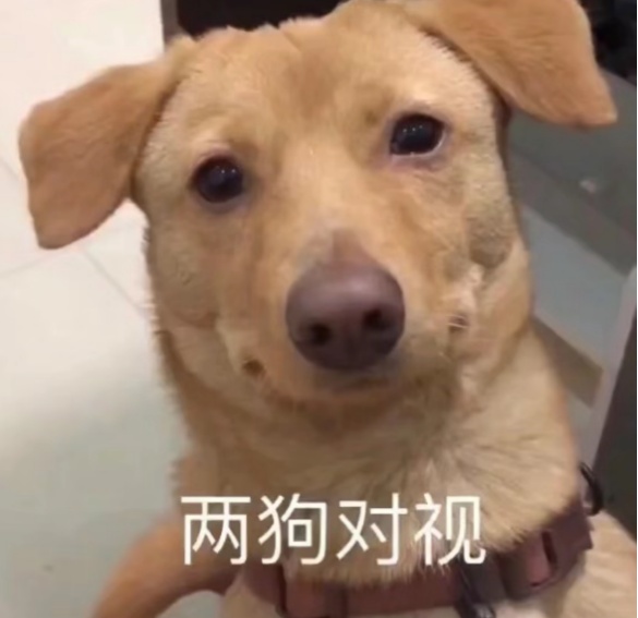 狼犬是狼还是狗?它是最狼的狗,还是最狗的狼... 狼犬是狼还是狗?它是最狼的狗,还是最狗的狼...