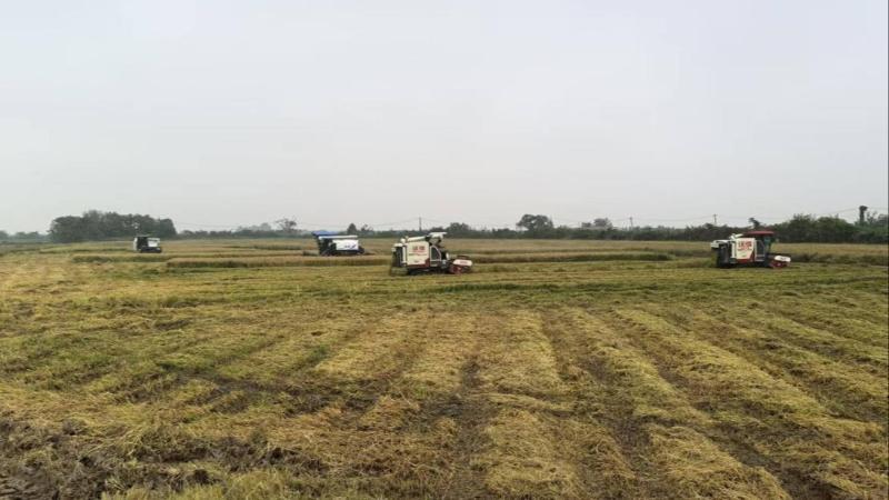 江西南昌县:82万余亩晚稻抓紧收割 晚稻产量将超37万吨 江西南昌县:82万余亩晚稻抓紧收割 晚稻产量将超37万吨