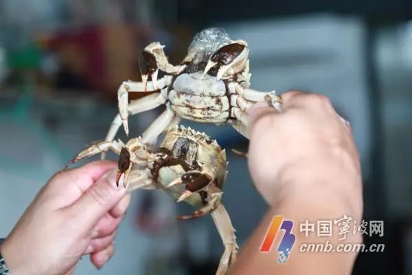 大闸蟹价格大跳水！宁波人爱的这口美味正大量上市