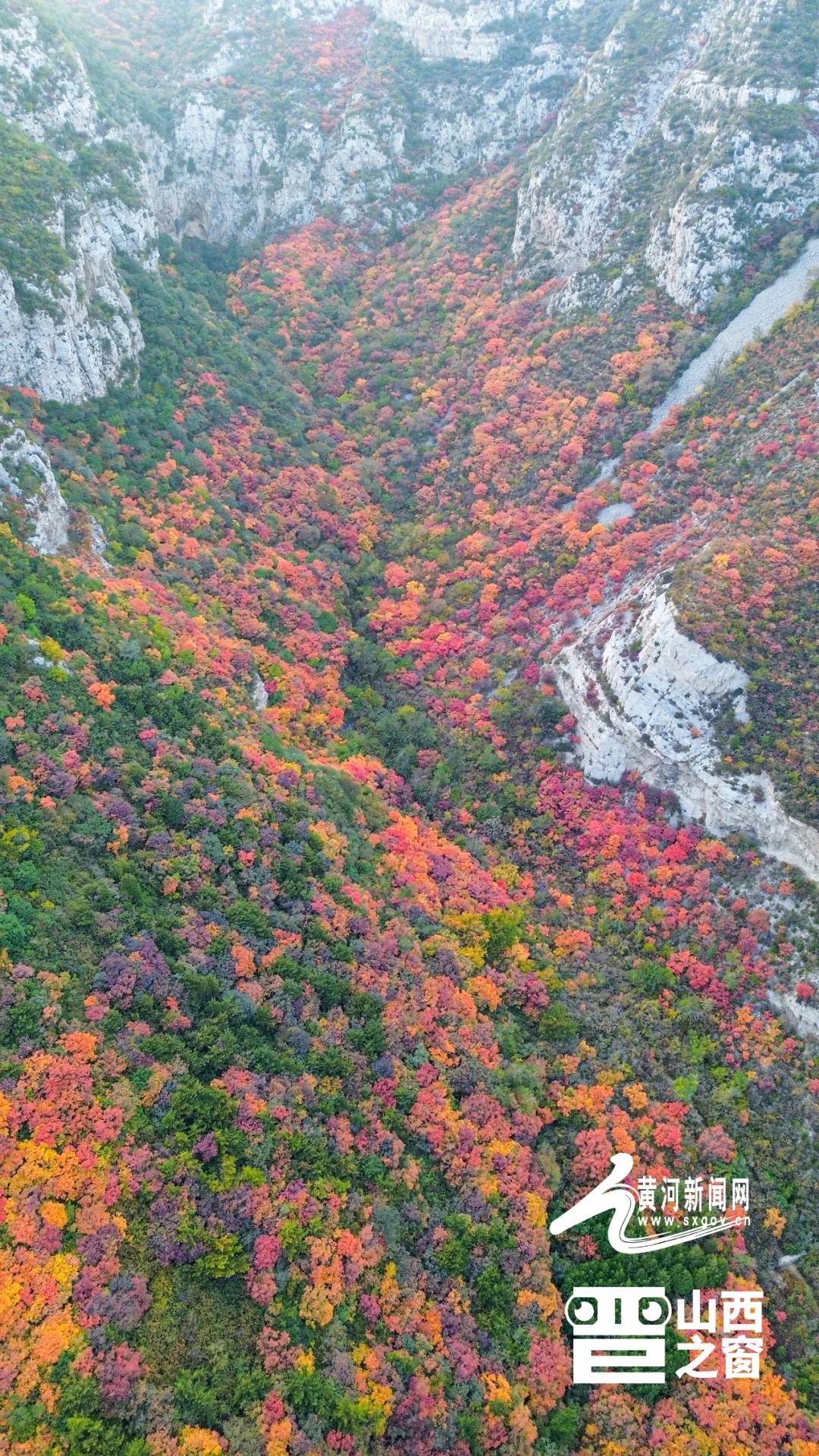 太原崛围山红叶上新啦