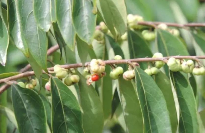 前方高能!贵州“神奇生物”出没,你认识哪些? 前方高能!贵州“神奇生物”出没,你认识哪些?
