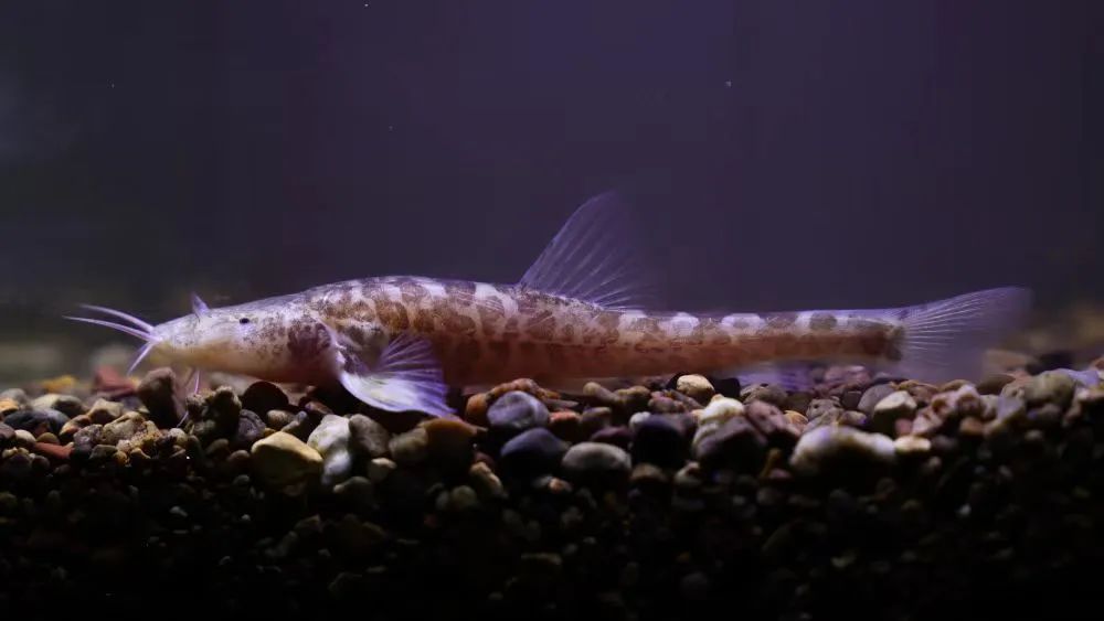 前方高能!贵州“神奇生物”出没,你认识哪些? 前方高能!贵州“神奇生物”出没,你认识哪些?