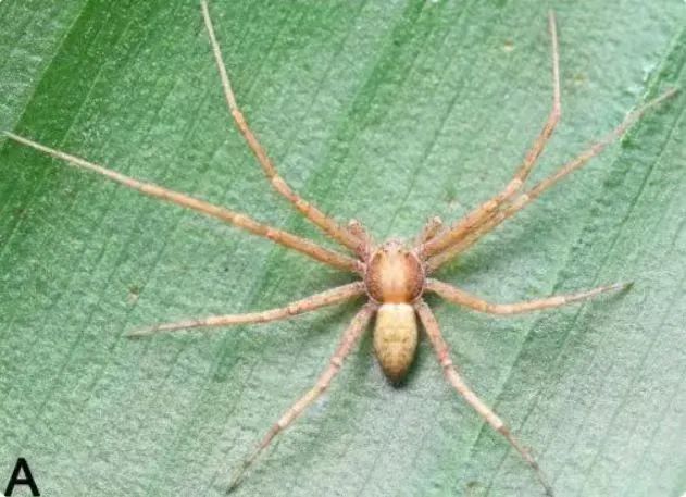 前方高能!贵州“神奇生物”出没,你认识哪些? 前方高能!贵州“神奇生物”出没,你认识哪些?