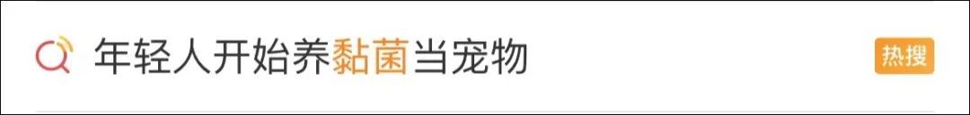 “黏菌宠物”在小学生群体流行！家长傻眼：这是啥？