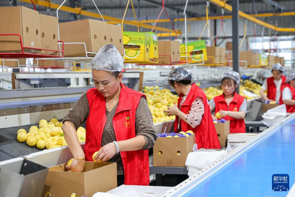 四川安岳：柠檬“上新”包装忙